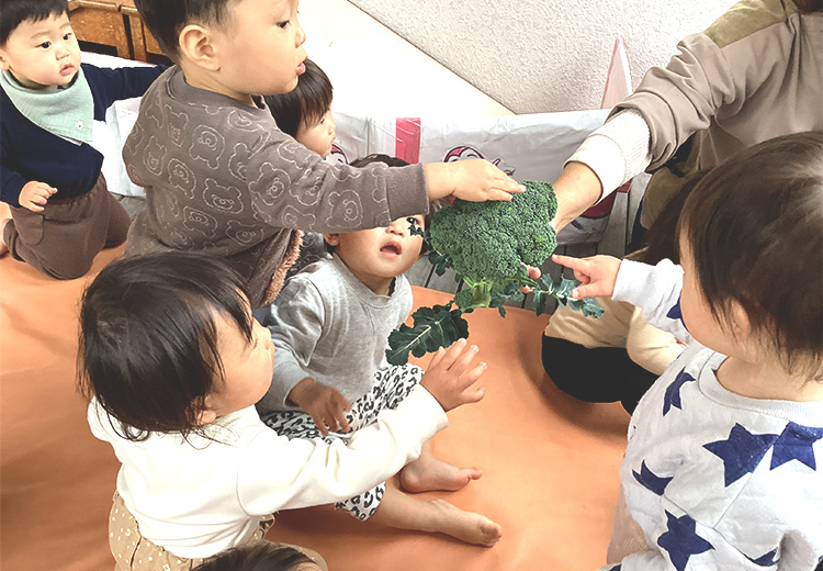 ブロッコリーの収穫