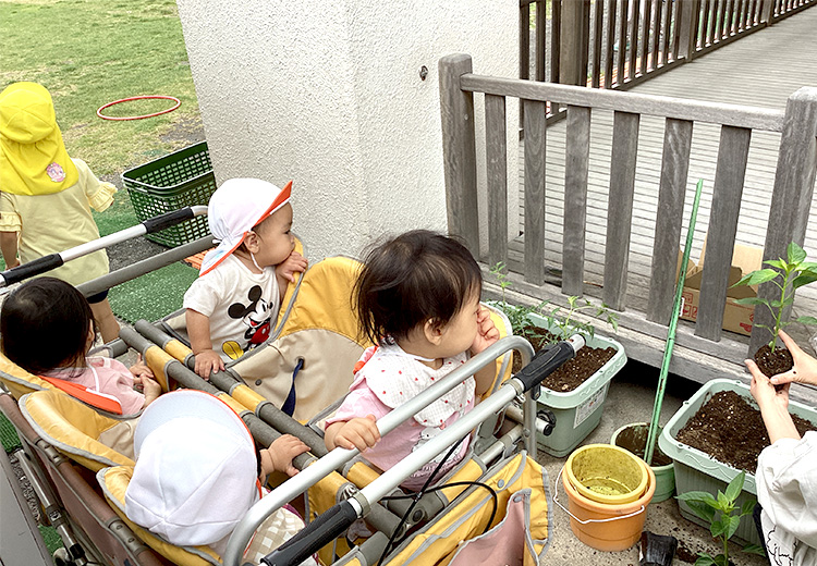 苗を植えました