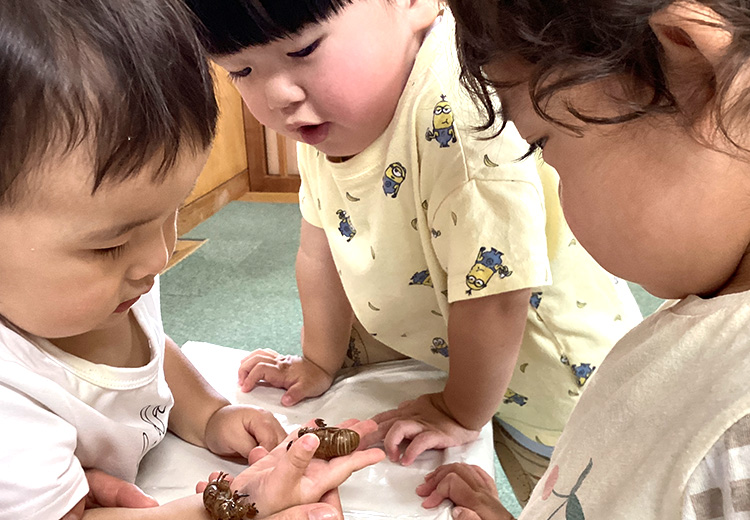 セミの抜け殻