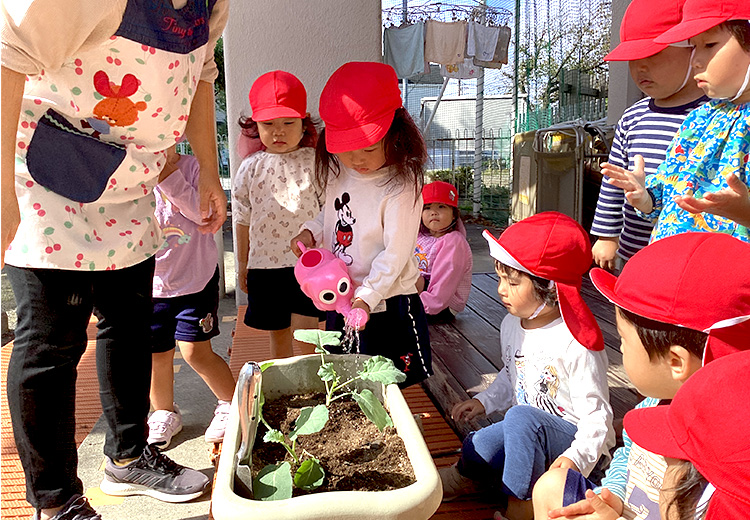 冬野菜を植える